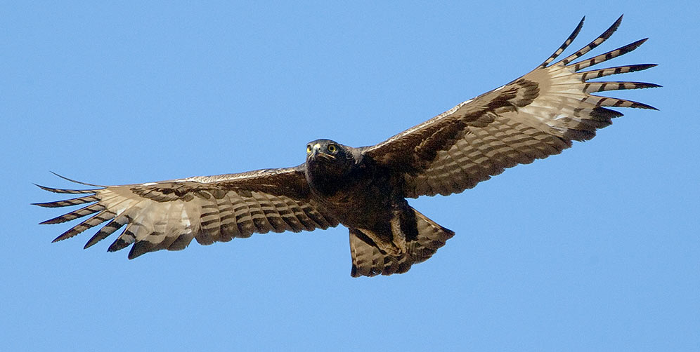 Long-crested Eagle in flight